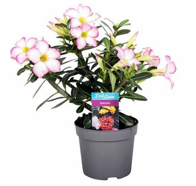 Adenium obesum pink - Image courtesy of Pannebakker