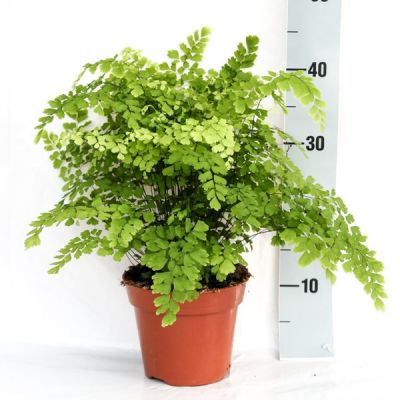 Adiantum Fragans  - Image courtesy of Pannebakker