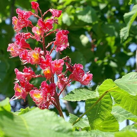 Aesculus Carnea 'Fort Mcnair' - Photo by David J. Stang (CC BY-SA 4.0)