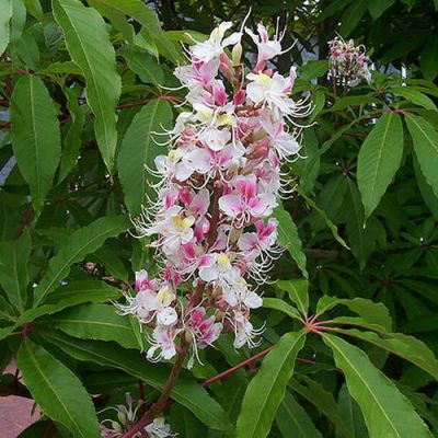 Aesculus indica - Photo by Steve Law (CC BY-SA 2.0)