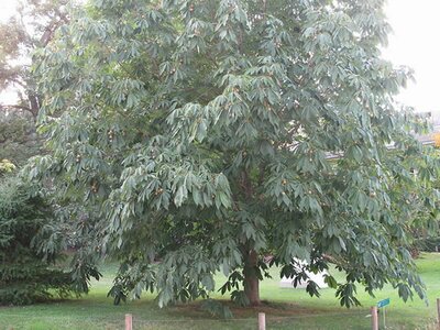 Aesculus Wilsonii - Photo by Tangopaso (CC0)