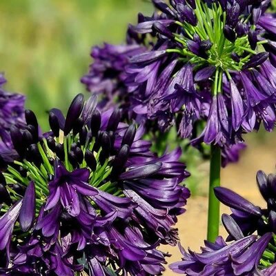Agapanthus 'Black Magic' - Public image here under fair use