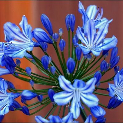 Agapanthus 'Northern Star' - Image by Matthias Böckel from Pixabay 