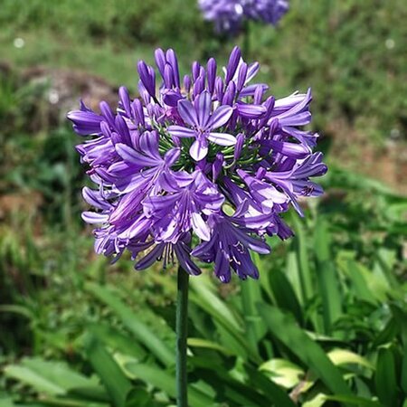 Agapanthus 'Poppin Purple' - Image by Mayurakrish (CC BY-SA 4.0)