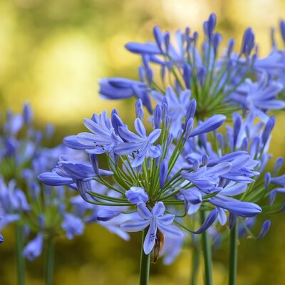 Agapanthus Summer Love 'New Blue' - Image by Frauke Riether from Pixabay 