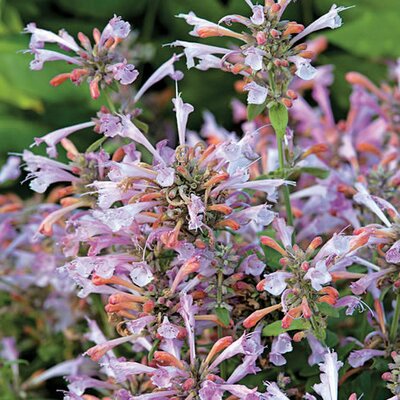 Agastache 'Arizona Sunset' - Image courtesy of ProvenWinners