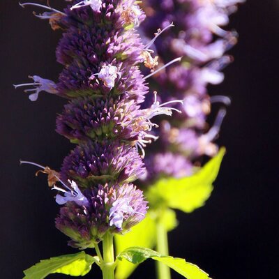 Agastache 'Black Adder' - Photo by David J. Stang (CC BY-SA 4.0)