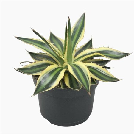 Agave lophantha 'Quadricolour' (13cm pot)