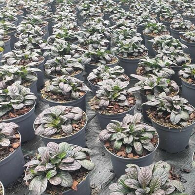 Ajuga 'Best Buddies Espresso' - Image courtesy of Tully Nurseries