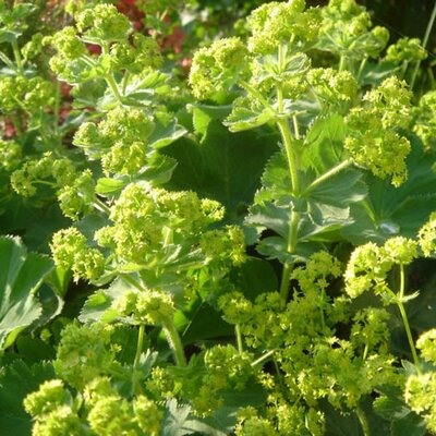 Alchemilla Mollis