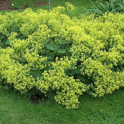 Alchemilla Mollis 'Robusta' - Photo by Anneli Salo (CC BY-SA 3.0)