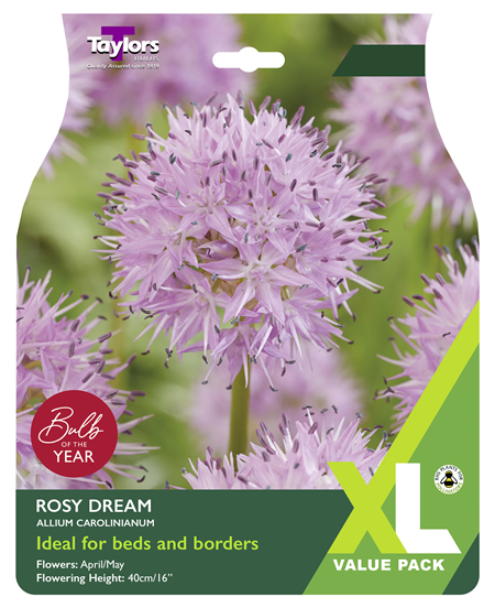 Allium Carolinianum 'Rosy Dream' XL Value Range (15 bulbs)