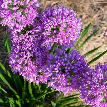 Allium 'Millenium' - Public Domain Image