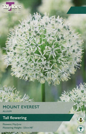 Allium 'Mount Everest' (25 bulbs)