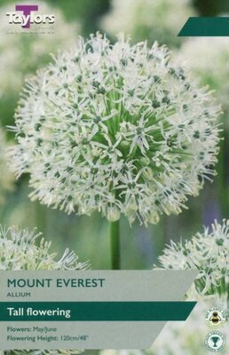Allium 'Mount Everest'