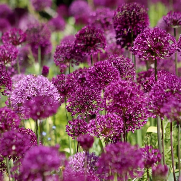 Allium Ostara 3l Pot Ardcarne Garden Centre Roscommon Boyle