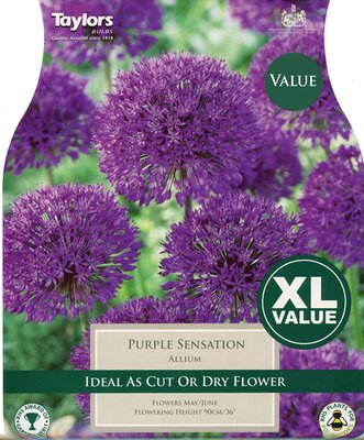 Allium Purple Sensation - Image courtesy of Taylors Bulbs