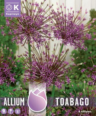 Allium Toabago (6 bulbs)