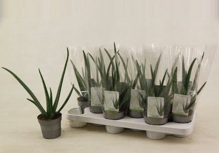 Aloe vera - Image courtesy of Pannebakker