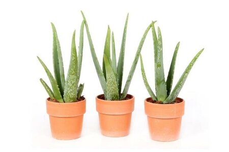 Aloe vera - Image courtesy of Pannebakker