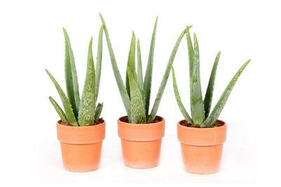 Aloe vera - Image courtesy of Pannebakker