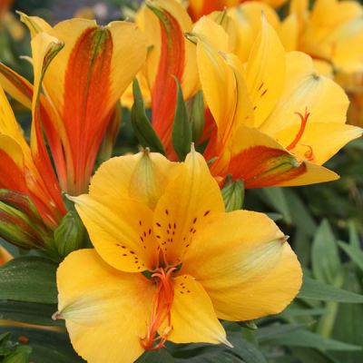 Alstroemeria 'Lisa' - Image courtesy of Schram Plants