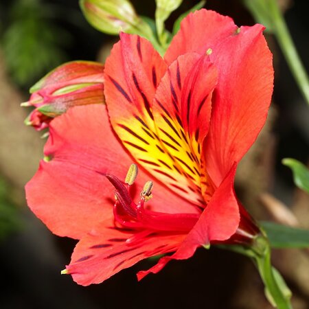 Alstroemeria 'Little Miss Tara' - Image by Chesna from Pixabay 