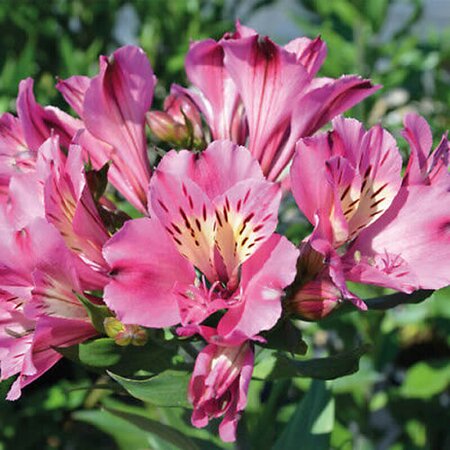 Alstroemeria 'Summer Saint' - Public domain image