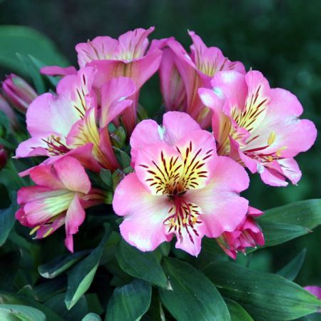 Alstroemeria "Summer Break" - Image by 2499132 from Pixabay 