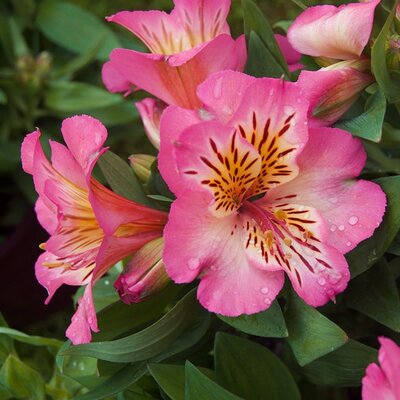 Alstroemeria 'Summer Rose' - Image by Pat Morgan from Pixabay