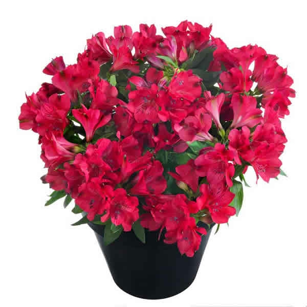 Alstroemeria 'Valletta' (2L pot) - Ardcarne Garden Centre | Roscommon ...