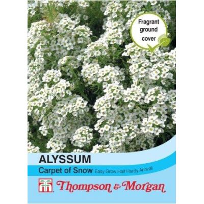 Alyssum 'Carpet of Snow' - Image courtesy of Thompson & Morgan