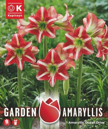 Amaryllis Ocean Drive (1 bulbs)