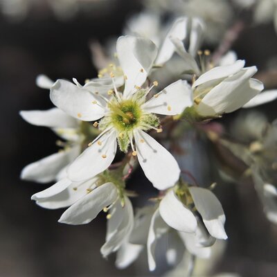 Amelanchier 'Rainbow Pillar' - Image by OmaUte from Pixabay
