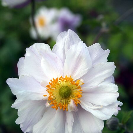 Anemone 'Dreaming Swan' - Image courtesy of Schram Plants