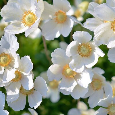 Anemone 'Fantasy Elsa' - Image by GLady from Pixabay 