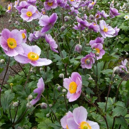 Anemone 'Regal Swan' - Public Domain Image