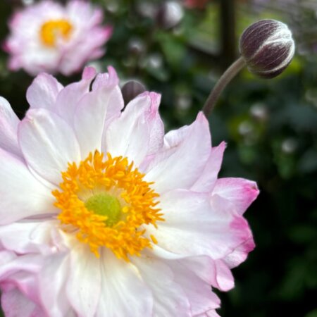 Anemone 'Royal Candy' - Public Domain Image