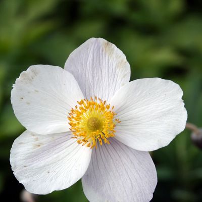 Anemone Wild Swan - Photo by peganum (CC BY-SA 2.0)