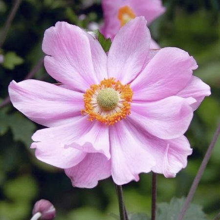 Anemone 'Konigin Charlotte' - Image by Elstef from Pixabay