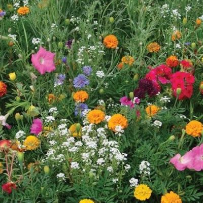 Annuals Flowers Unwins Container Mix