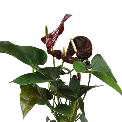 Anthurium and. 'Paris Black' (14cm pot)