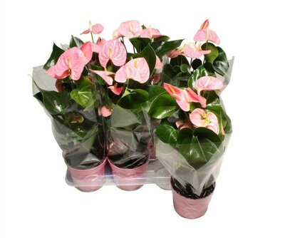 Anthurium 'Sweet Leny' - Image courtesy of Pannebakker