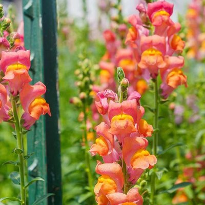 Antirrhinum Orange - Image courtesy of rawpixel