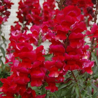 Antirrhinum Red - Photo by Andy Mabbett (CC BY-SA 3.0)