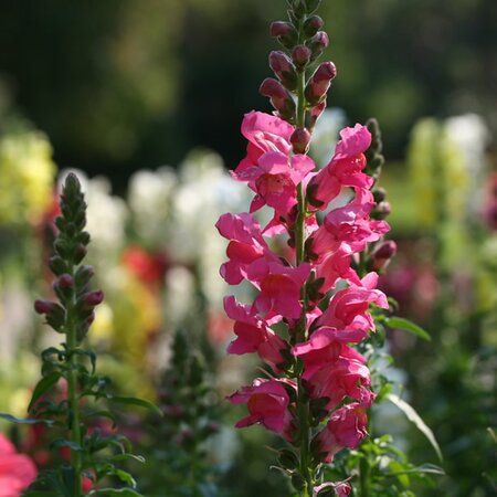 Antirrhinum Rose Pink - Image courtesy of peakpx