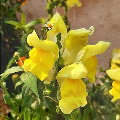 Antirrhinum Yellow - Photo by Sabina Bajracharya (CC BY-SA 4.0)