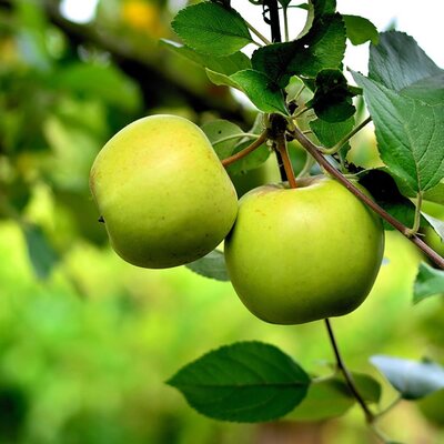 Apple 'Grenadier' - Image by congerdesign from Pixabay