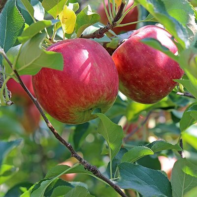 Apple 'Summerred' - Image by かみかみ するめ from Pixabay