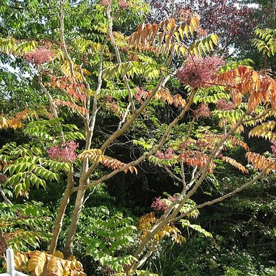 Aralia Elata 'Aureovariegata' - Photo by Aengelhardt (CC BY-SA 3.0)